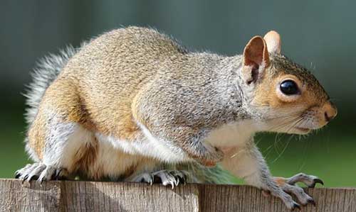 squirrel away your acorns